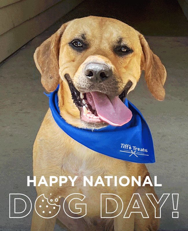 🐶🐾Celebrating National Dog Day! Tiff